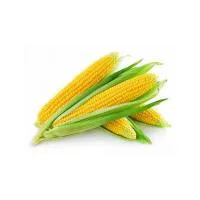Кукуруза продовольственная фуражная